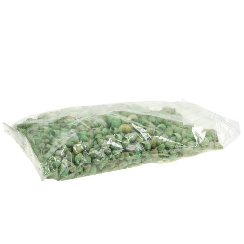 Floristik24 Variedade de conchas de caracol verde 1kg