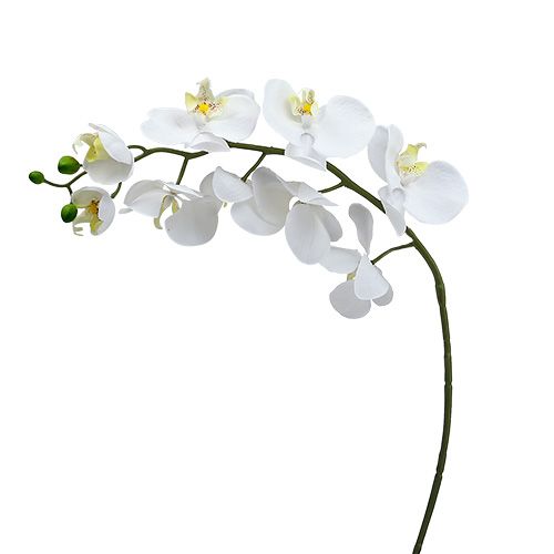 Floristik24 Orquídea Mariposa 75cm Branca