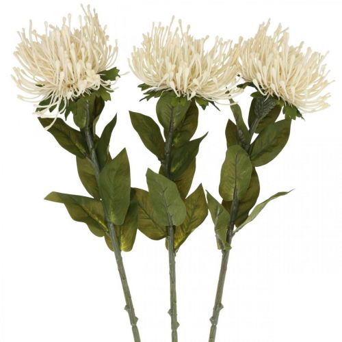 Floristik24 Pincushion flores artificiais exóticas protea leucospermum creme 73 cm 3 unidades