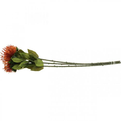 Itens Alfineteiro Exótico Flor Artificial Laranja Leucospermum Protea 73 cm 3 unidades