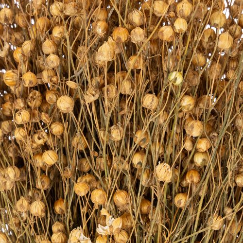 Itens Linho natural seco para arranjos de flores secas Linum Natur 60cm 180g