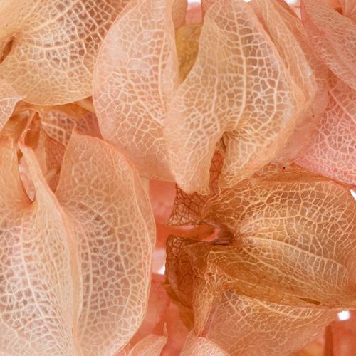 Itens Haste de flor seca cria uma atmosfera romântica para qualquer ambiente (75cm)