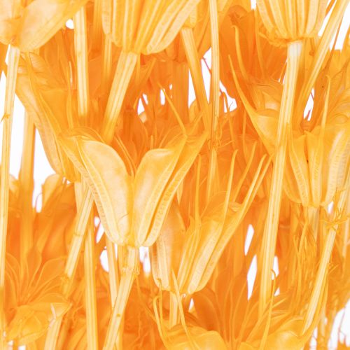 Itens Arranjo de flores secas Nigella para uso prolongado. Peça decorativa elegante. 70cm 50g