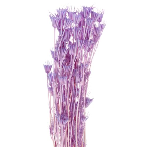 Buquê de flores de Nigella secas, para uso decorativo na sala de estar, cria um ambiente único, 70cm, 50g