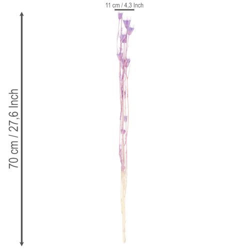 Itens Buquê de flores de Nigella secas, para uso decorativo na sala de estar, cria um ambiente único, 70cm, 50g