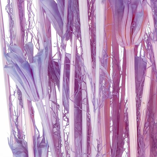 Itens Buquê de flores de Nigella secas, para uso decorativo na sala de estar, cria um ambiente único, 70cm, 50g