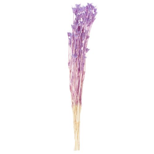 Itens Buquê de flores de Nigella secas, para uso decorativo na sala de estar, cria um ambiente único, 70cm, 50g