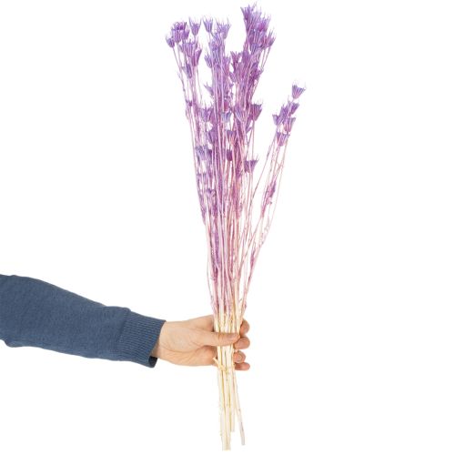 Itens Buquê de flores de Nigella secas, para uso decorativo na sala de estar, cria um ambiente único, 70cm, 50g