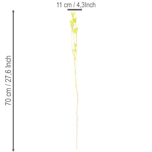 Itens Flores de Nigella secas, charmosa decoração natural para a casa, 70cm, 50g