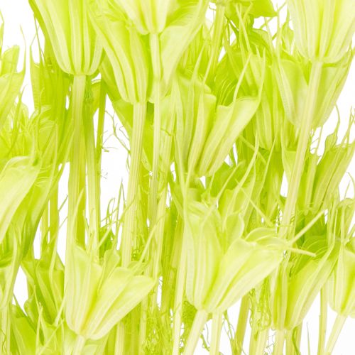 Itens Flores de Nigella secas, charmosa decoração natural para a casa, 70cm, 50g