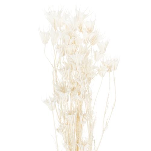Floristik24 Buquê de flores de nigela secas, elegante decoração natural para interiores exclusivos, 70 cm, 50 g