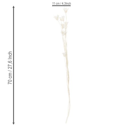 Itens Buquê de flores de nigela secas, elegante decoração natural para interiores exclusivos, 70 cm, 50 g