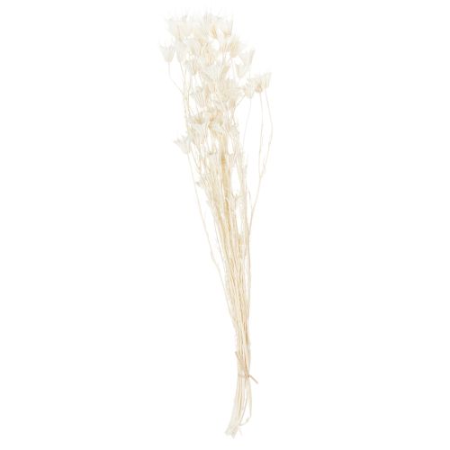 Itens Buquê de flores de nigela secas, elegante decoração natural para interiores exclusivos, 70 cm, 50 g
