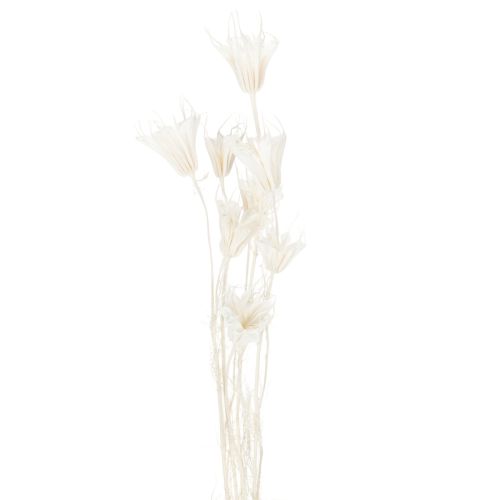 Itens Buquê de flores de nigela secas, elegante decoração natural para interiores exclusivos, 70 cm, 50 g