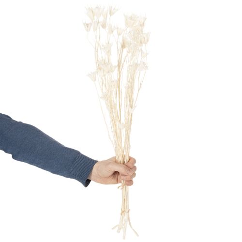 Itens Buquê de flores de nigela secas, elegante decoração natural para interiores exclusivos, 70 cm, 50 g