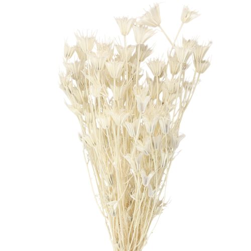 Floristik24 Nigella Orientalis Flores Secas Cominho Preto Branco 50cm 100g