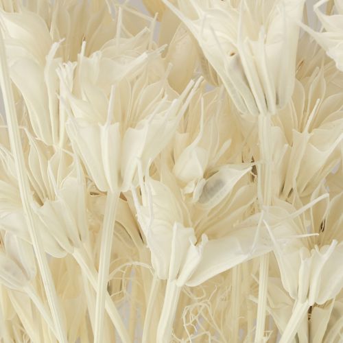 Itens Nigella Orientalis Flores Secas Cominho Preto Branco 50cm 100g