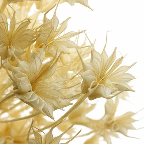 Floristik24 Sementes de flores secas Cominho preto branqueado 100 g