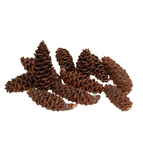 Floristik24 Cones Omorika ralados naturais 900g