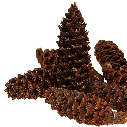 Floristik24 Cones Omorika ralados naturais 900g