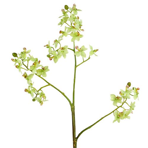 Floristik24 Orquídea 97cm verde-claro