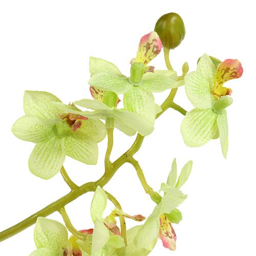 Floristik24 Orquídea 97cm verde-claro