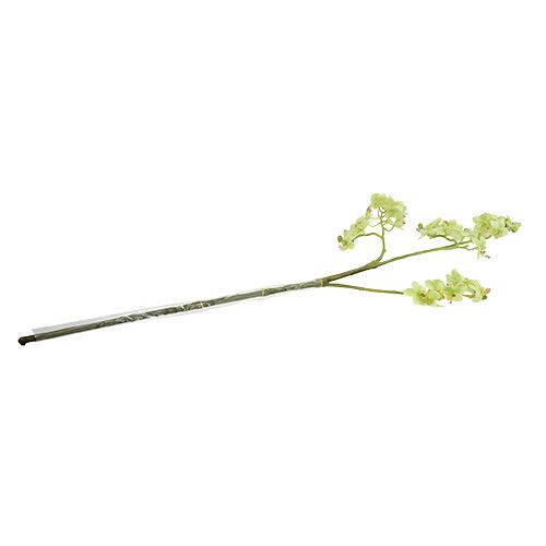 Floristik24 Orquídea 97cm verde-claro