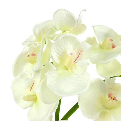 Itens Orquídea creme-branco L57cm 6pcs