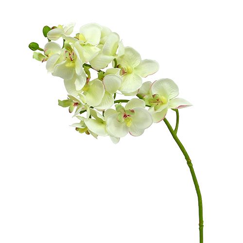 Floristik24 Orquídea verde claro 56cm 6pcs