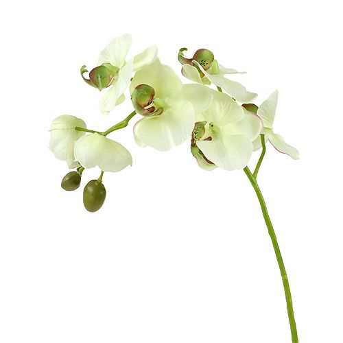 Floristik24.pt Orquídea verde claro L73cm 4pcs - compre barato online