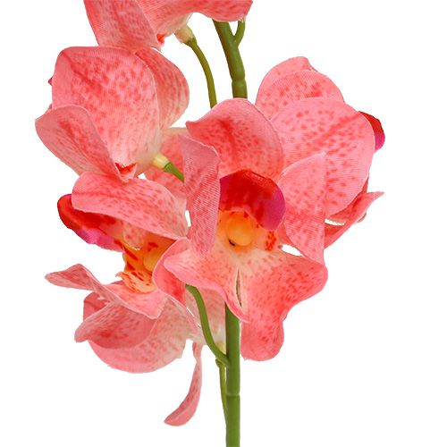 Itens Orquídea Mokara Salmão 50cm 6 un