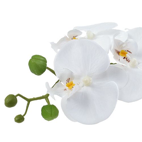 Itens Orquídea Phalaenopsis em tigela branca Alt.40cm