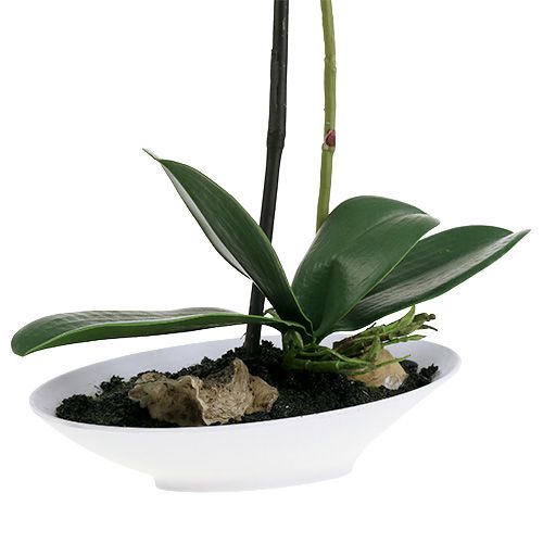Floristik24 Orquídea Phalaenopsis em tigela branca Alt.40cm