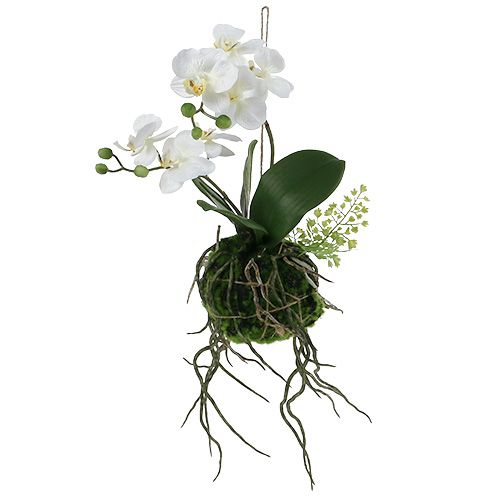 Floristik24 Orquídea Phalaenopsis para pendurar creme H33cm