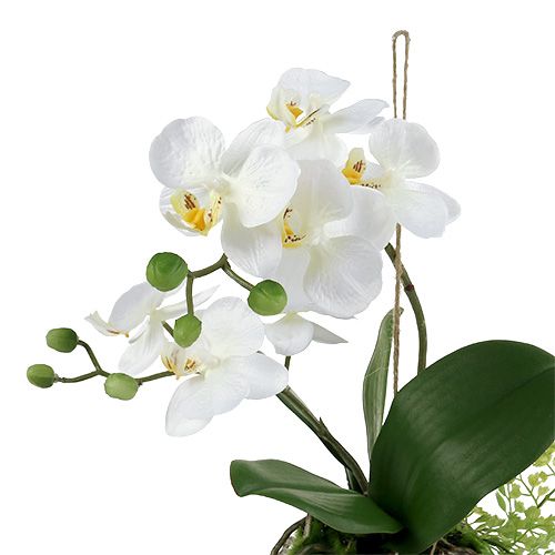 Floristik24 Orquídea Phalaenopsis para pendurar creme H33cm