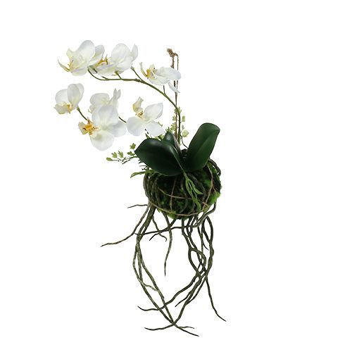 Floristik24 Orquídea Phalaenopsis para pendurar creme H26cm