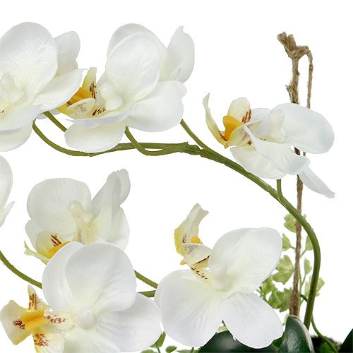 Itens Orquídea Phalaenopsis para pendurar creme H26cm