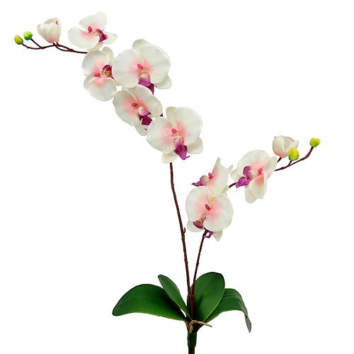 Floristik24 Orquídea com 2 ramos 60cm branco-rosa