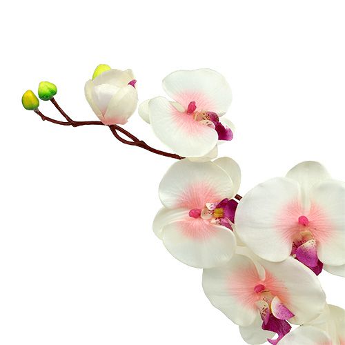 Itens Orquídea com 2 ramos 60cm branco-rosa