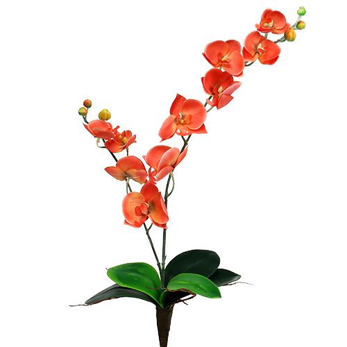 Floristik24 Orquídea dois ramos laranja 60cm