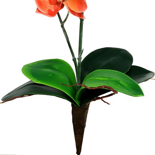 Floristik24 Orquídea dois ramos laranja 60cm