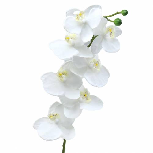 Floristik24 Orquídea Branca 77cm