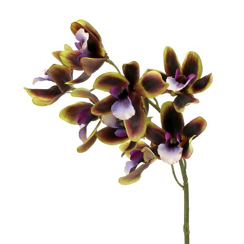 Floristik24 Orquídea Cymbidium Verde, Roxo L38cm 4 unidades