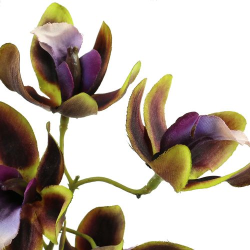 Floristik24 Orquídea Cymbidium Verde, Roxo L38cm 4 unidades