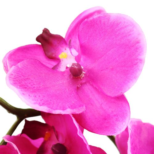 Itens Orquídea Phalaenopsis Rosa 75cm