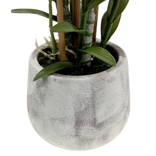 Floristik24 Orquídea em vaso violeta Alt.55cm