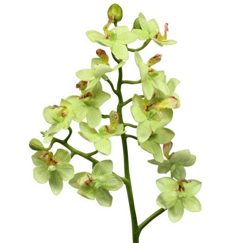 Floristik24 Orquídea 56cm verde-claro