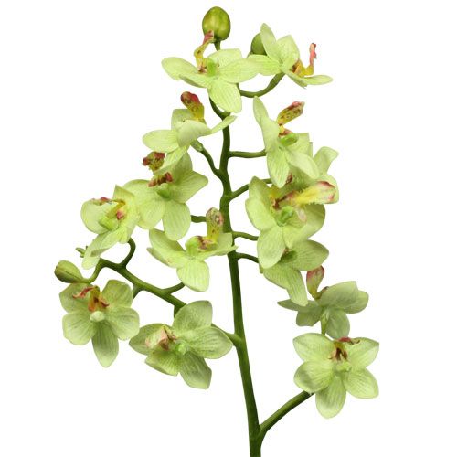 Orquídea 56cm verde-claro