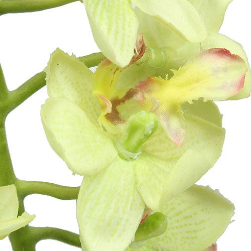 Itens Orquídea 56cm verde-claro