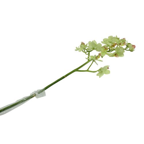 Floristik24 Orquídea 56cm verde-claro
